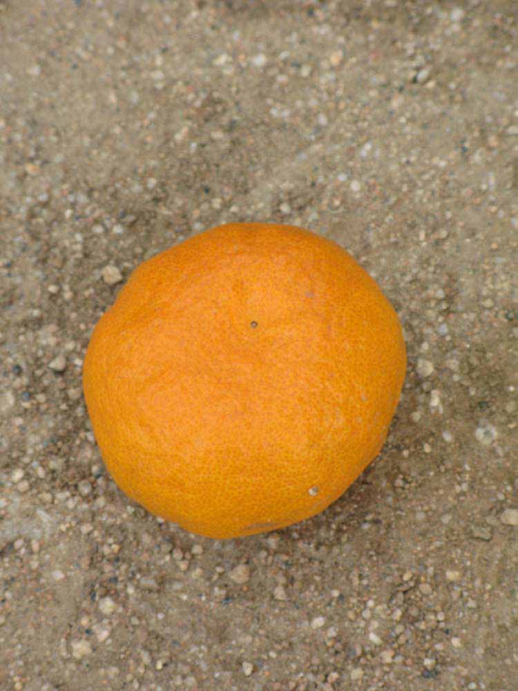            Fruit (Riverside, CA)   